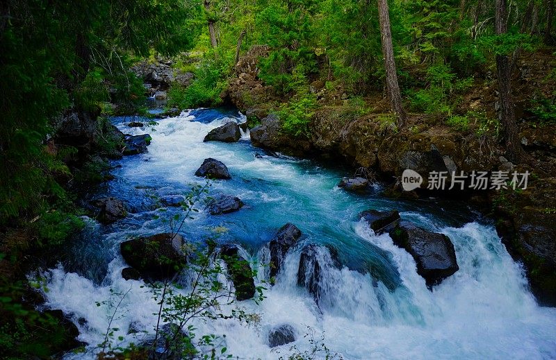 上罗格河野生