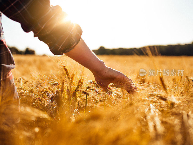 穿过田野时，男人摸着金黄色的麦穗