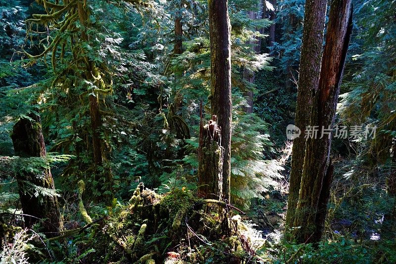 姆普夸雨林