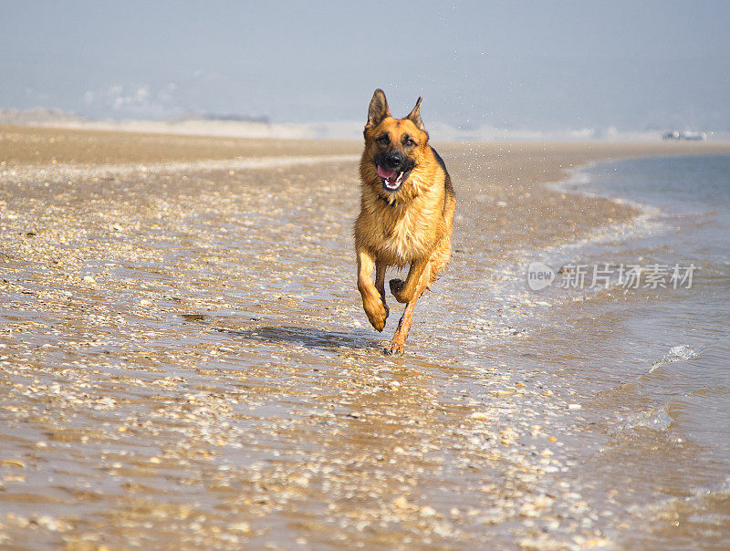 沙滩上有狗在海里奔跑