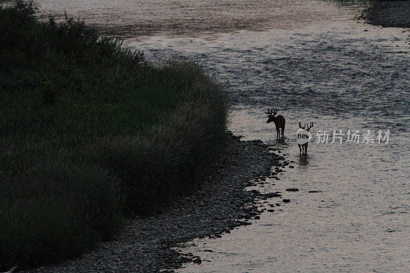 黄昏时分，河边出现了鹿角的剪影