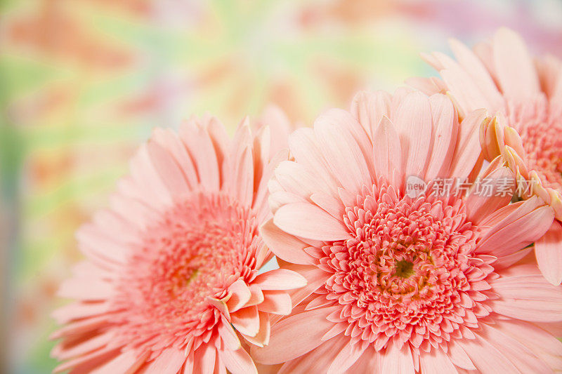 粉红色的雏菊、菊花点缀着五彩缤纷的春天背景。