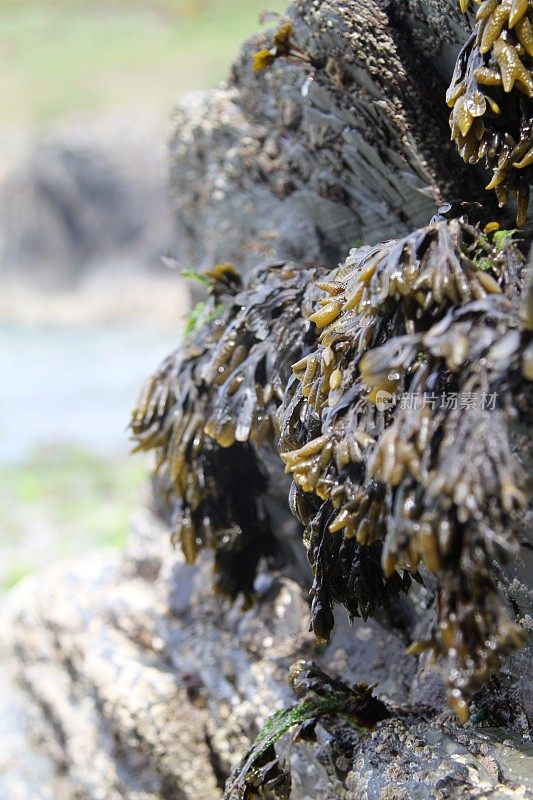 退潮时岩石上的海藻，狸藻