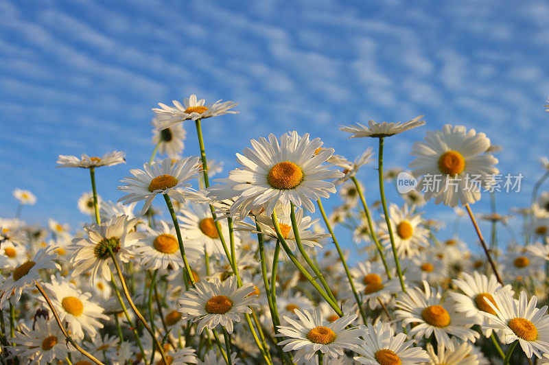 玛格丽特花田