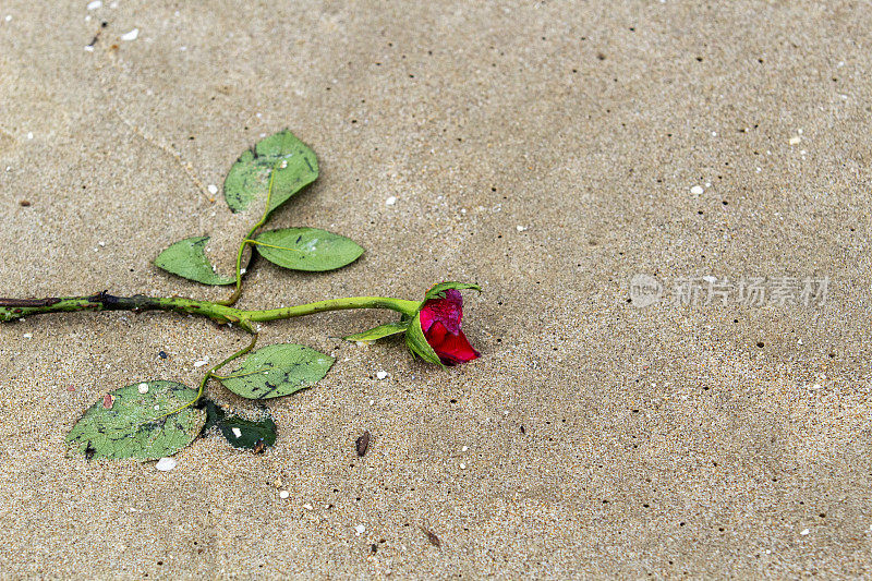 被遗弃在沙滩上的玫瑰