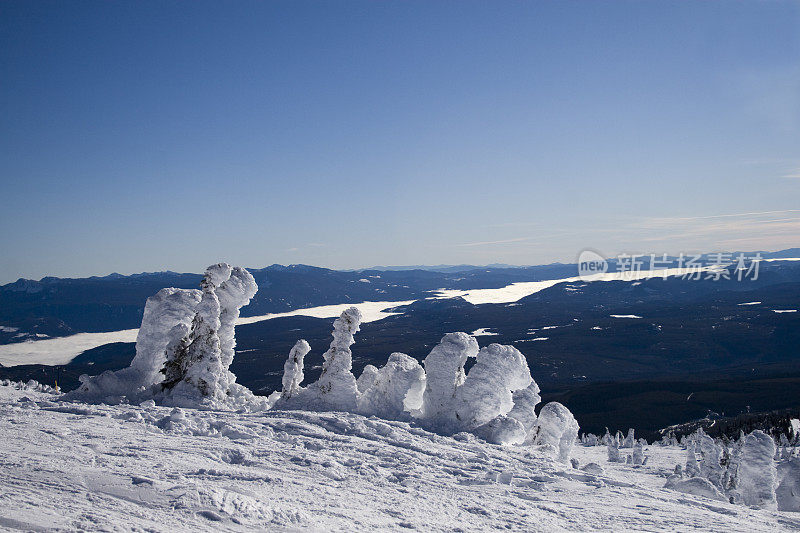 雪树