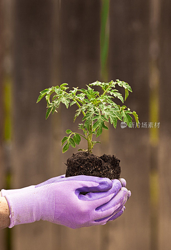 园丁手中的番茄植株