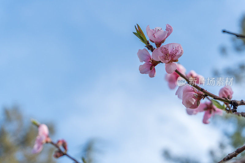 桃花