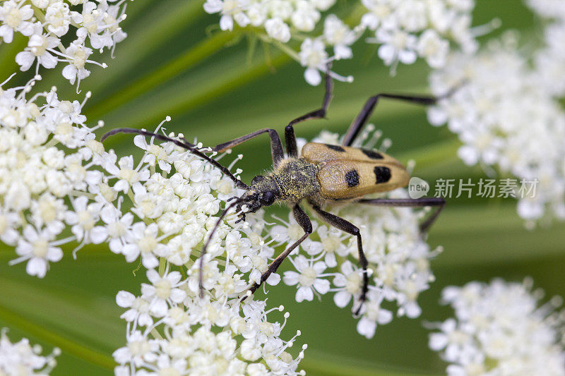 白花甲虫