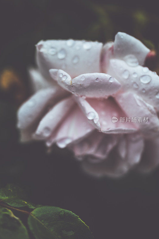 雨后的夏日，花园欣欣向荣