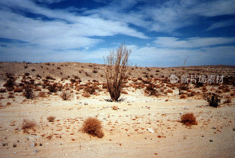 Anza-Borrego沙漠国家公园，南加州