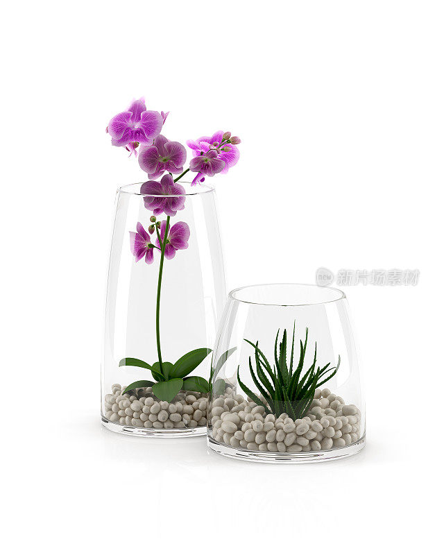 玻璃盆中兰花，白色背景