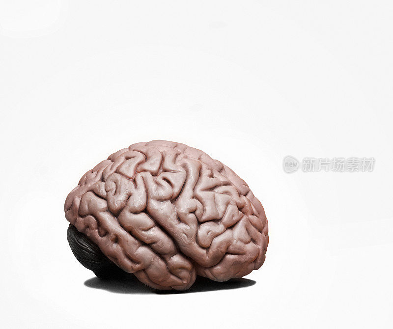 人类大脑V2