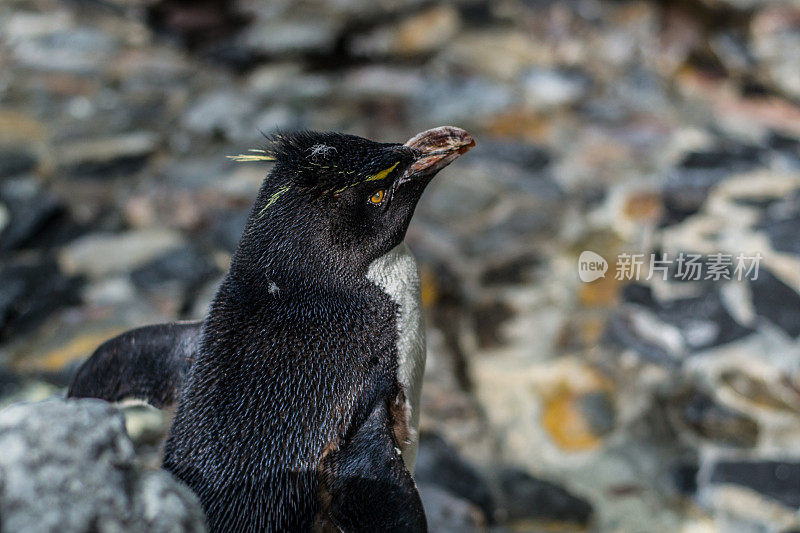 企鹅在水族馆里