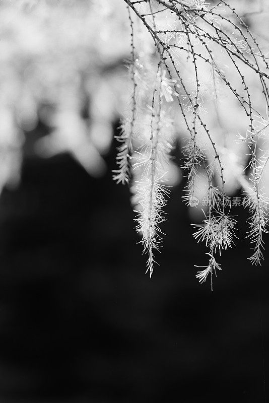 落叶松落在秋天