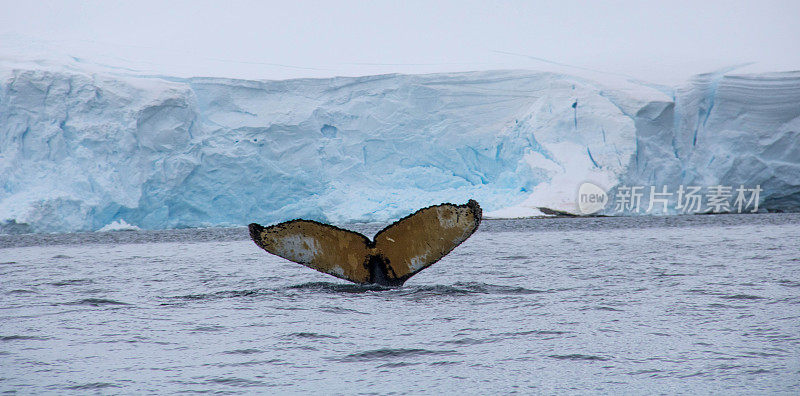 南极洲:座头鲸