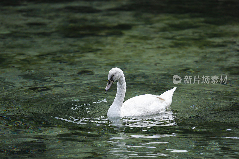 鸭子在湖里