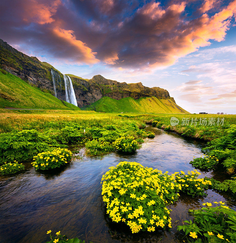 Seljalandfoss瀑布的早晨视图在Seljalandsa河在夏天。欧洲冰岛的缤纷日出。艺术风格后期处理照片。