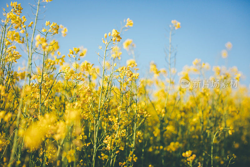 油菜籽草地