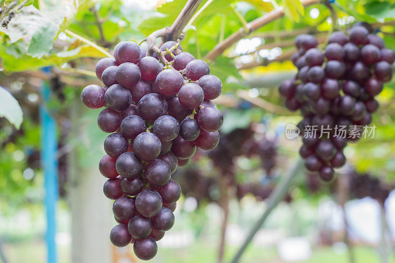近距离观察香槟葡萄园里年轻的绿色葡萄在收获前成串的成熟葡萄。