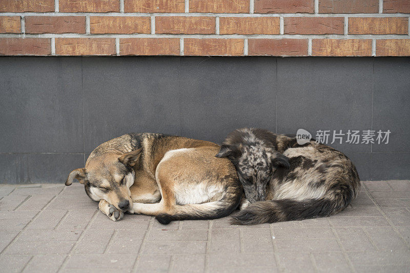两只流浪狗在街上睡觉