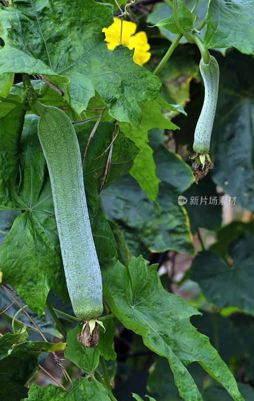 丝瓜葫芦植物