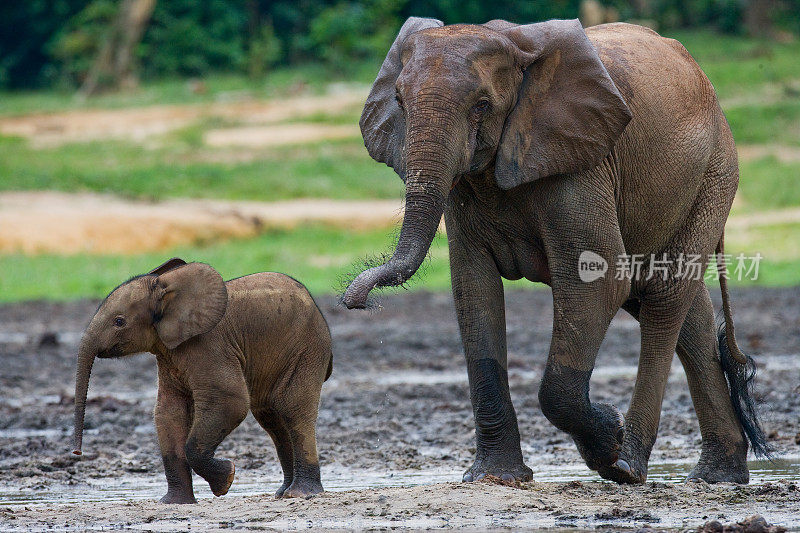 带着宝宝的母象。中非共和国。刚果共和国。Dzanga-Sangha特别保护区。