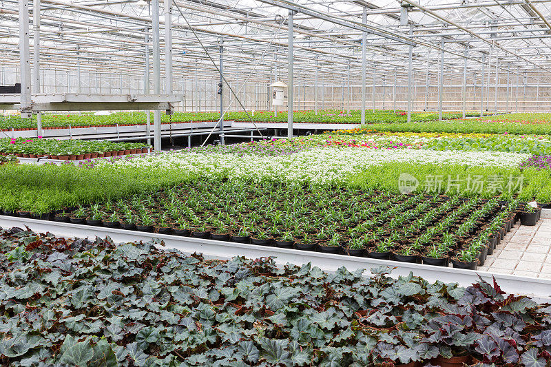 栽培多种植物和花卉的温室