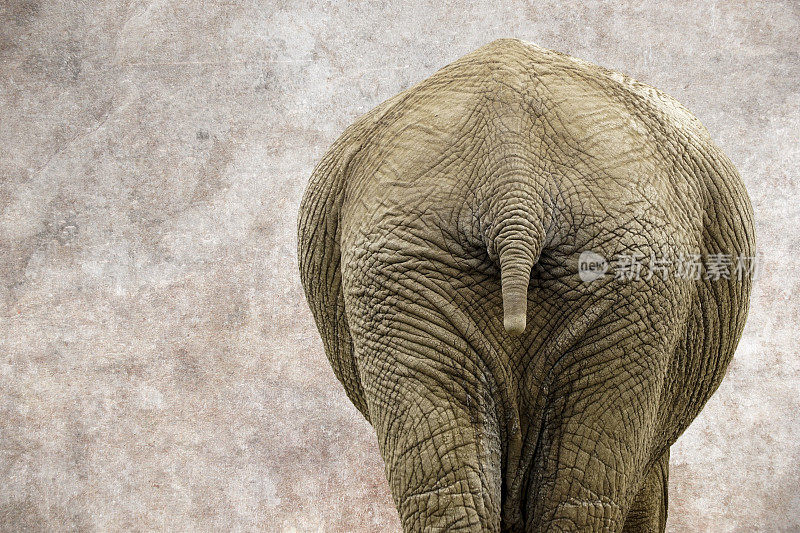大象臀部细节的艺术质感构图