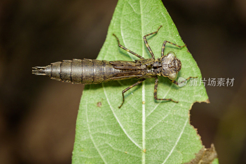 在绿叶上干燥的蜻蜓幼虫的图像。昆虫的动物