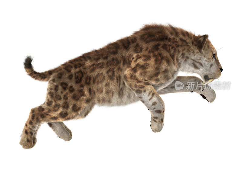 3D渲染剑齿虎或剑齿虎猫在白色