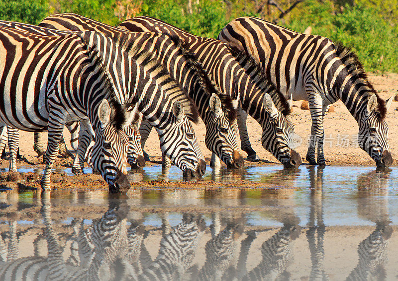 在津巴布韦万基，一群伯切尔斯斑马正在一个水坑里喝水，
