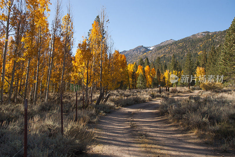 加州内华达山脉东部泥土路上的松树间秋色