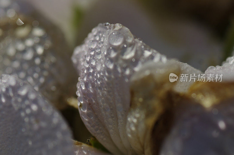 雨滴落在花瓣上