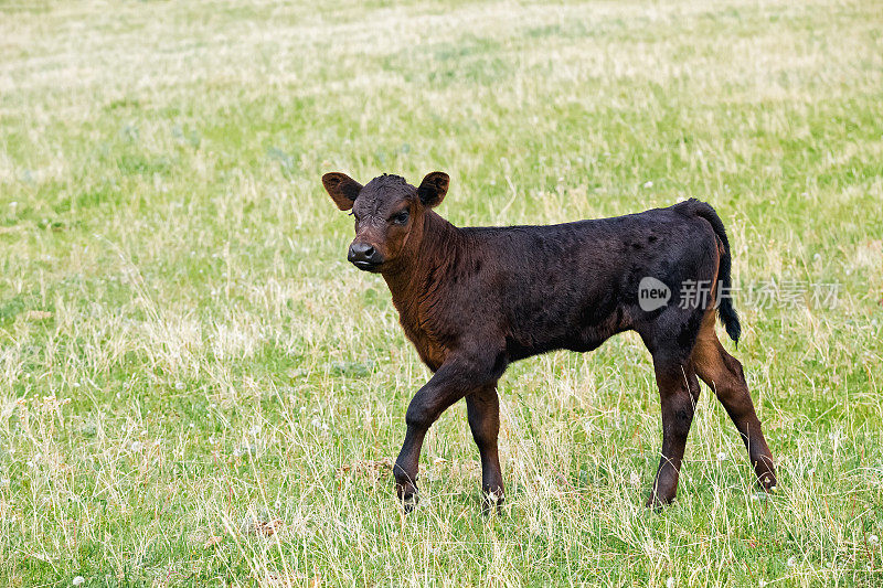 黑色的安格斯牛犊走在绿色的草地上