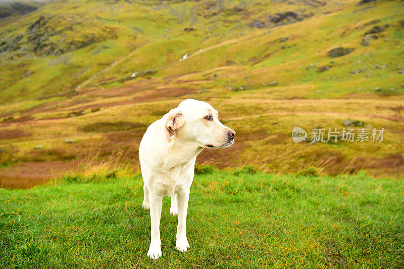 英国湖区的拉布拉多寻回犬