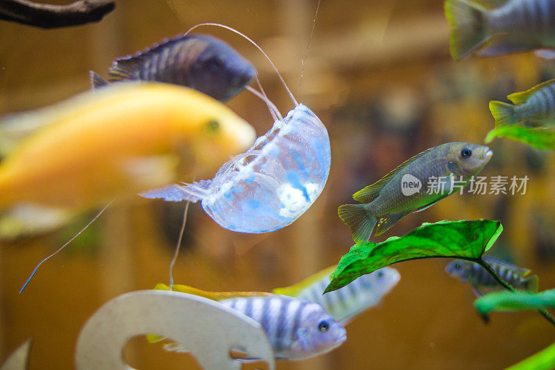 水族馆里的鱼