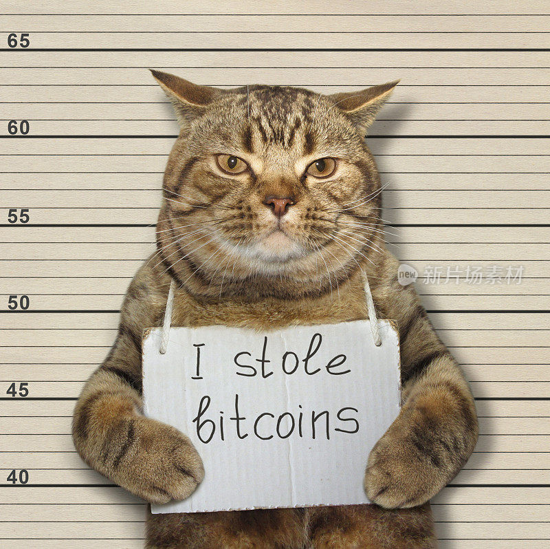 坏猫偷了比特币