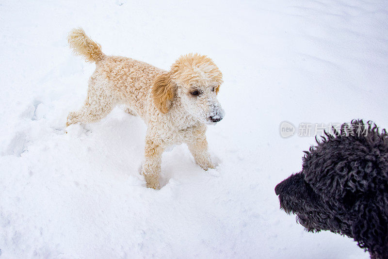 两只标准贵宾犬在雪地里玩耍