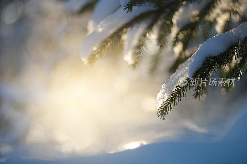 云杉的树枝上覆盖着雪