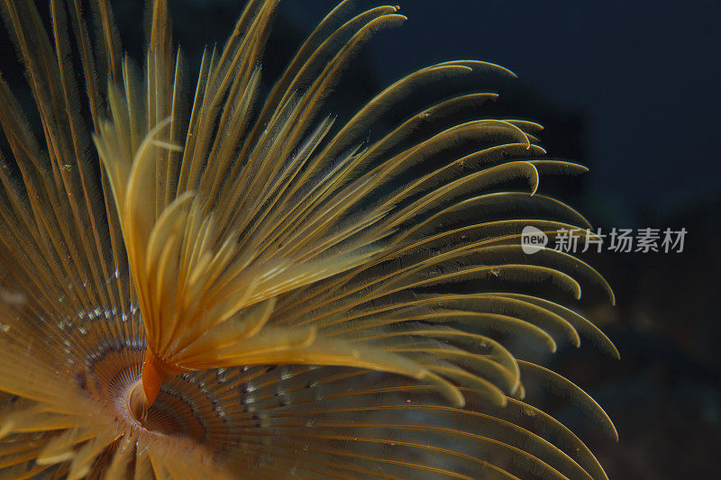 海洋生物螺旋管虫沙贝拉spallanzanii水下之美