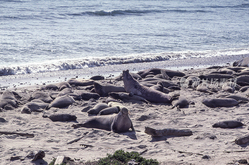 野生象海豹在沙滩上休息
