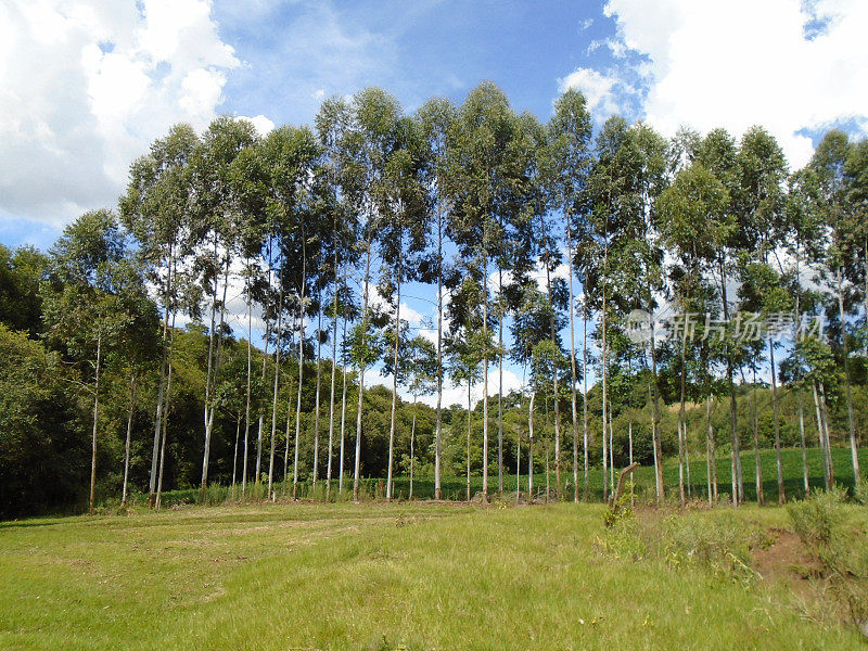 巴西农场的桉树