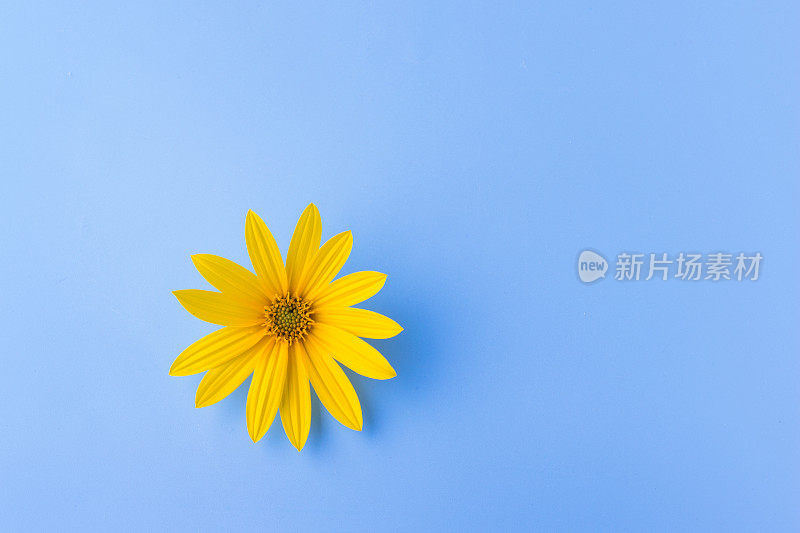 单一的黄色的花