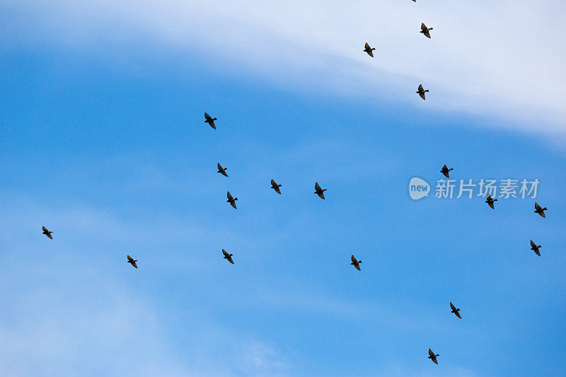 一群棕色的小鸟在蓝天的映衬下叽叽喳喳