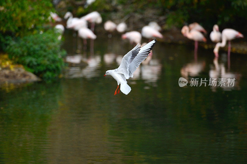 海鸥准备降落在湖面上