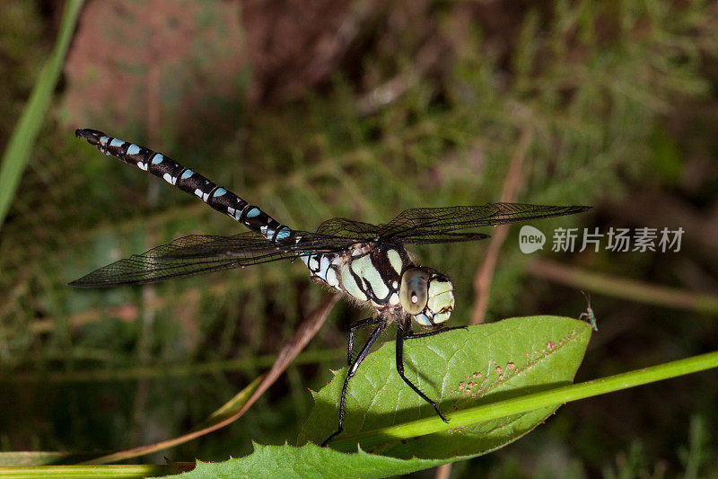 美丽的蜻蜓有着透明的翅膀坐在一片绿色的叶子上。
