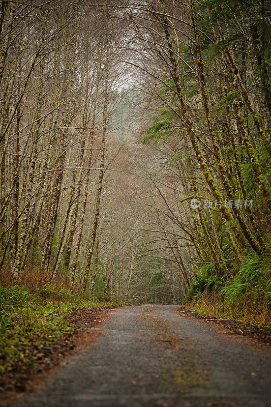 穿过森林的狭窄蜿蜒的道路