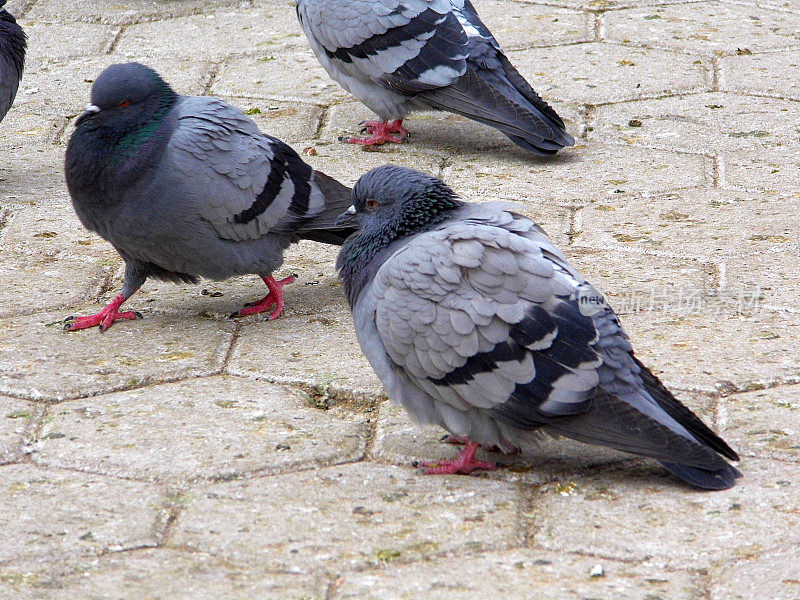 土耳其安纳托利亚和鸽子，鸽子在城市觅食，可怜的鸽子在冬天，