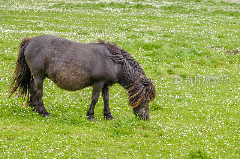 设得兰矮种马，起源于苏格兰设得兰群岛